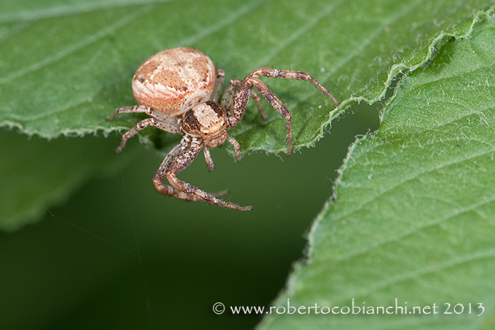 Xysticus sp. - Bologna